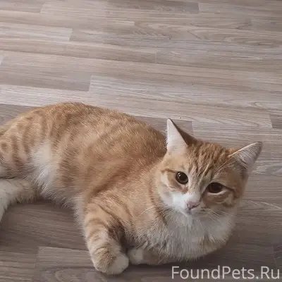 Пропал кот, улица Макаренко