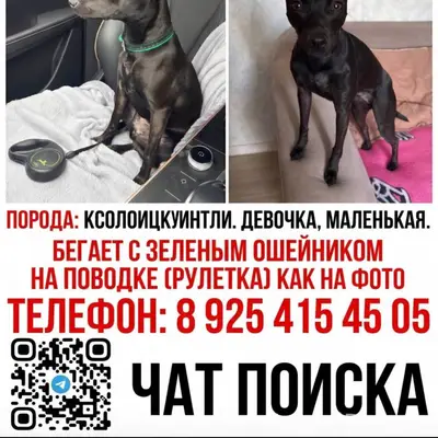 Пропала маленькая чёрная собака, Пятницкие луга