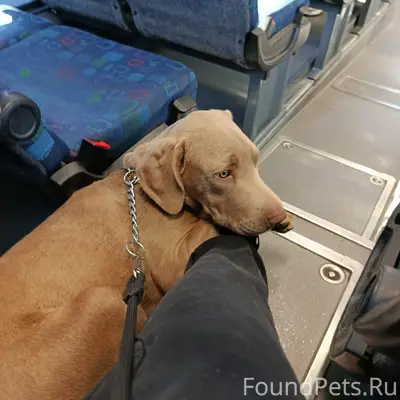 Пропала собака
