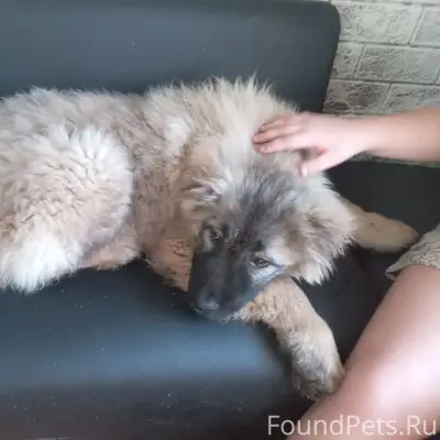 Пропал щенок кавказской овчарки Арчи, поселок Знаменка