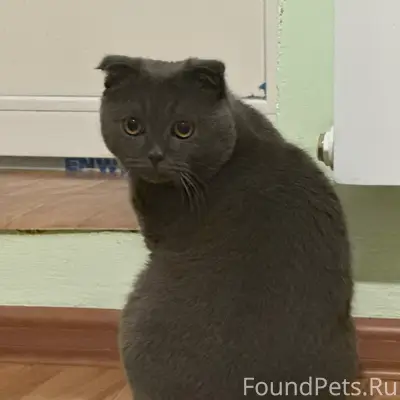 Пропал кот, район Западного