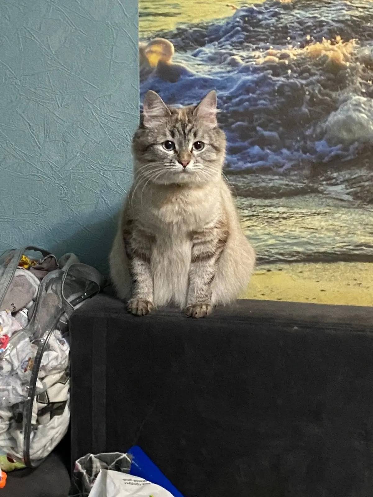 Пропала кошка Мася, поселок Октября