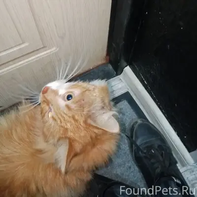 Найден кот, Молодежная 4