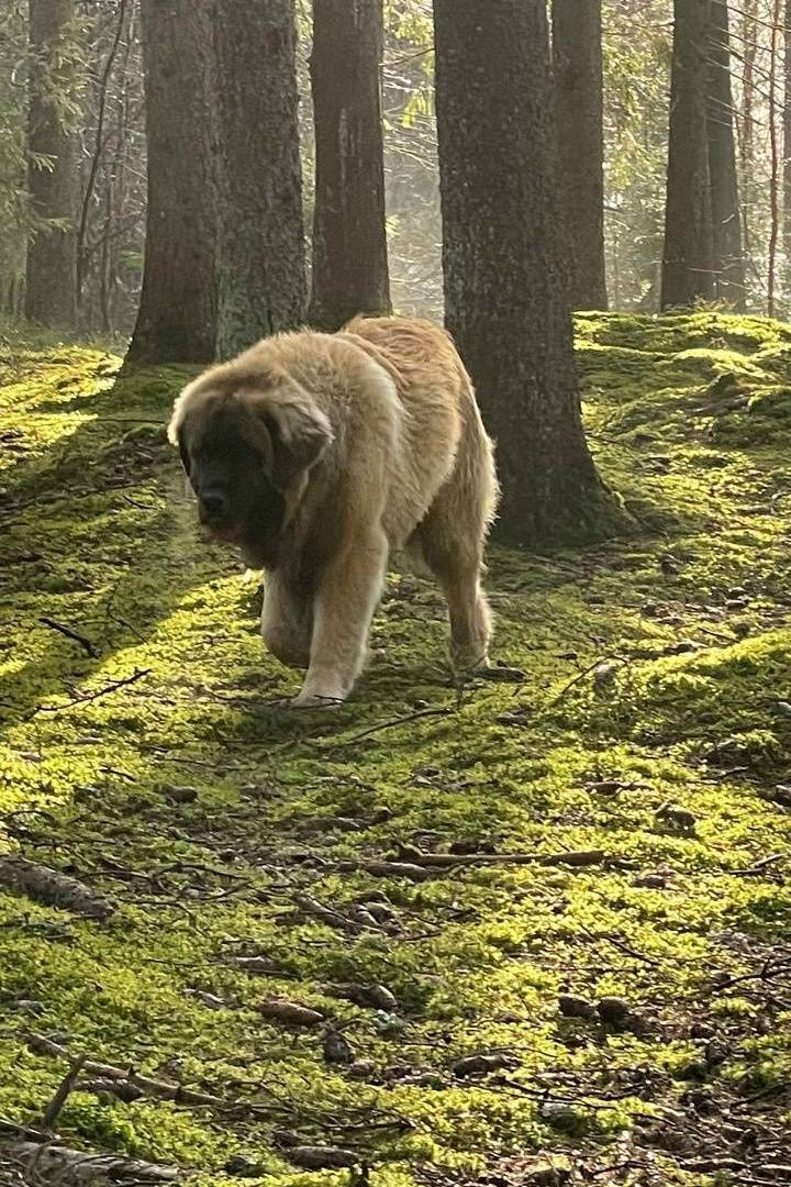 Пропал Леонбергер Мишка, п. Ленинское