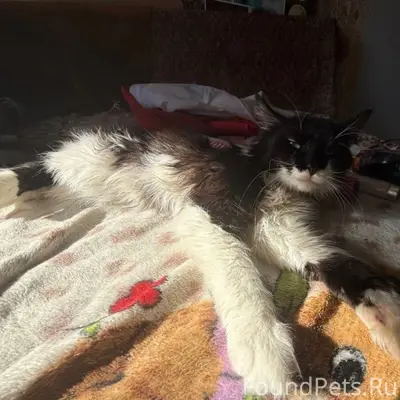 Пропал кот Прихлебка, Миасс