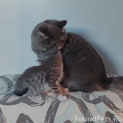 Пропала кошка Баська