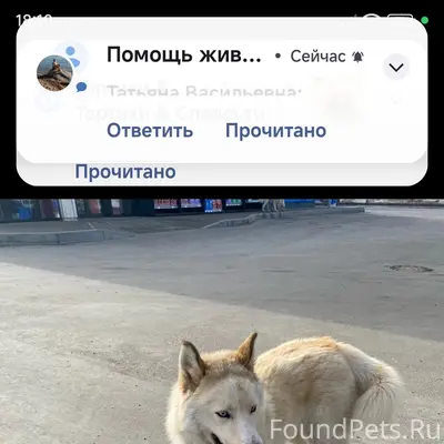 Пропала хаски, хромает, Александров