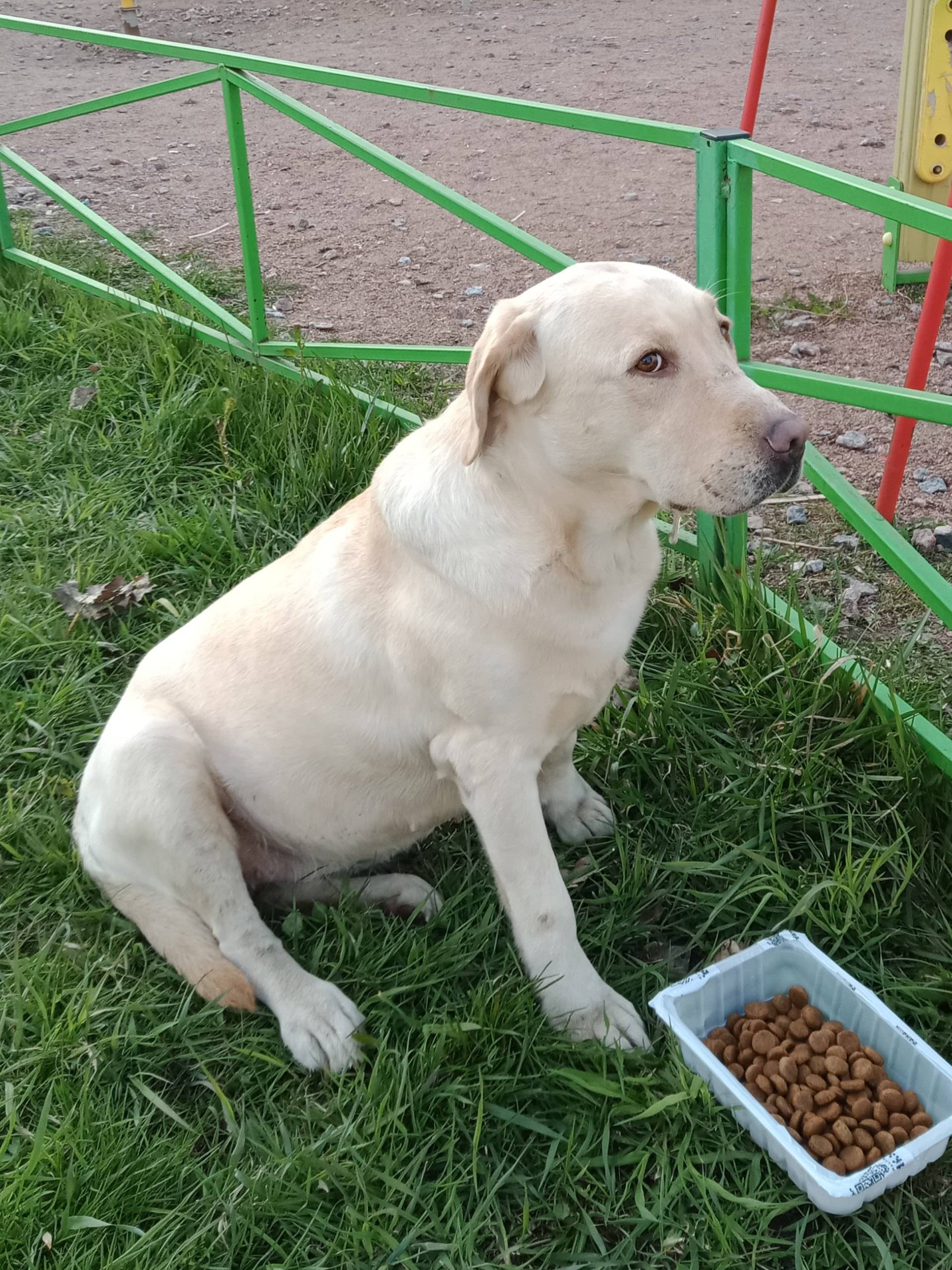 Пропала лабрадор, без дома и заботы