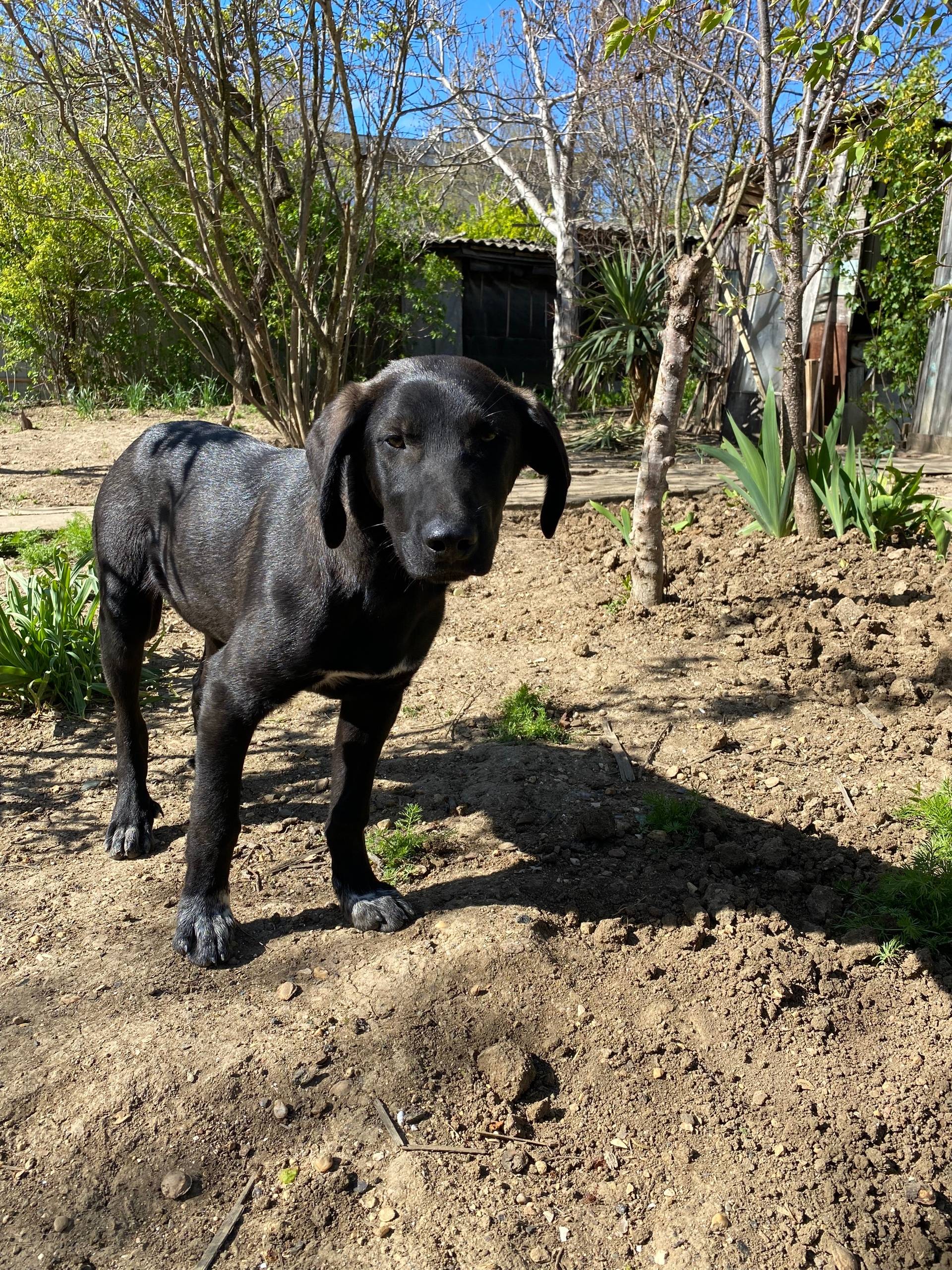 Найден щенок Лёва, пляж Учкуевка