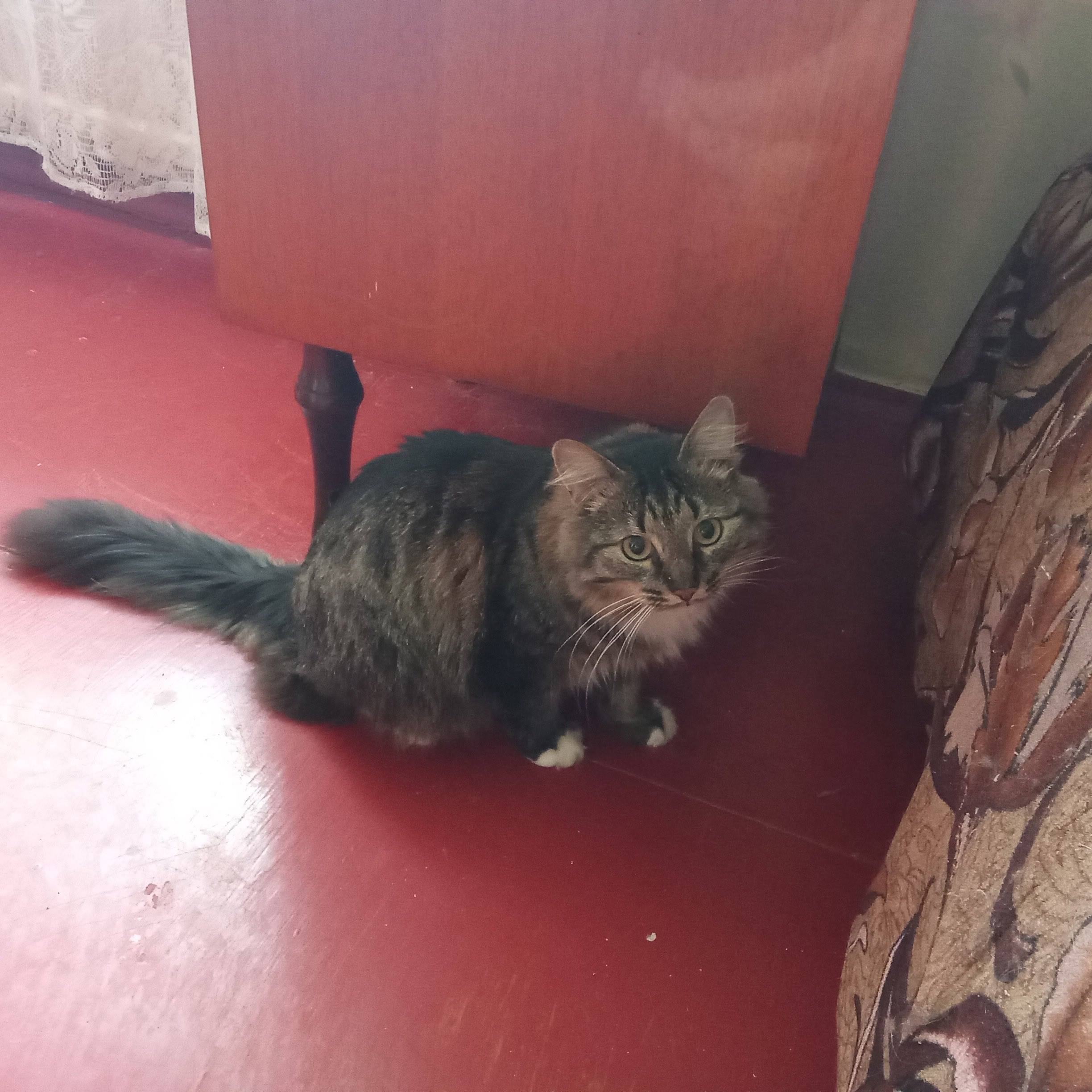 Пропал кот Пушок, Казакова, 2