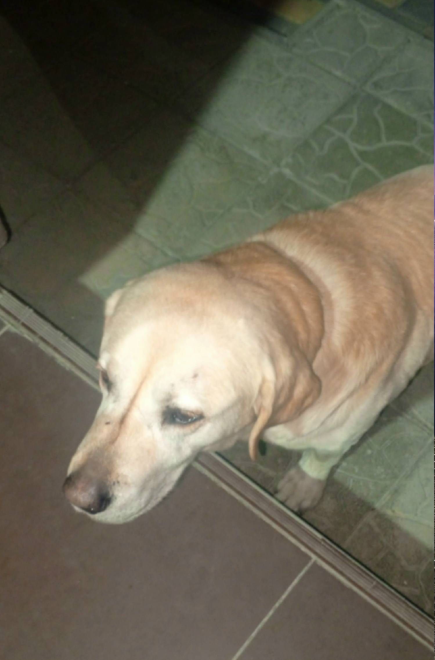 Найден лабрадор, найден в Ялте, район пгт. Виноградное