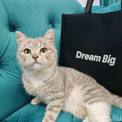 Найден котёнок, Кашира 3