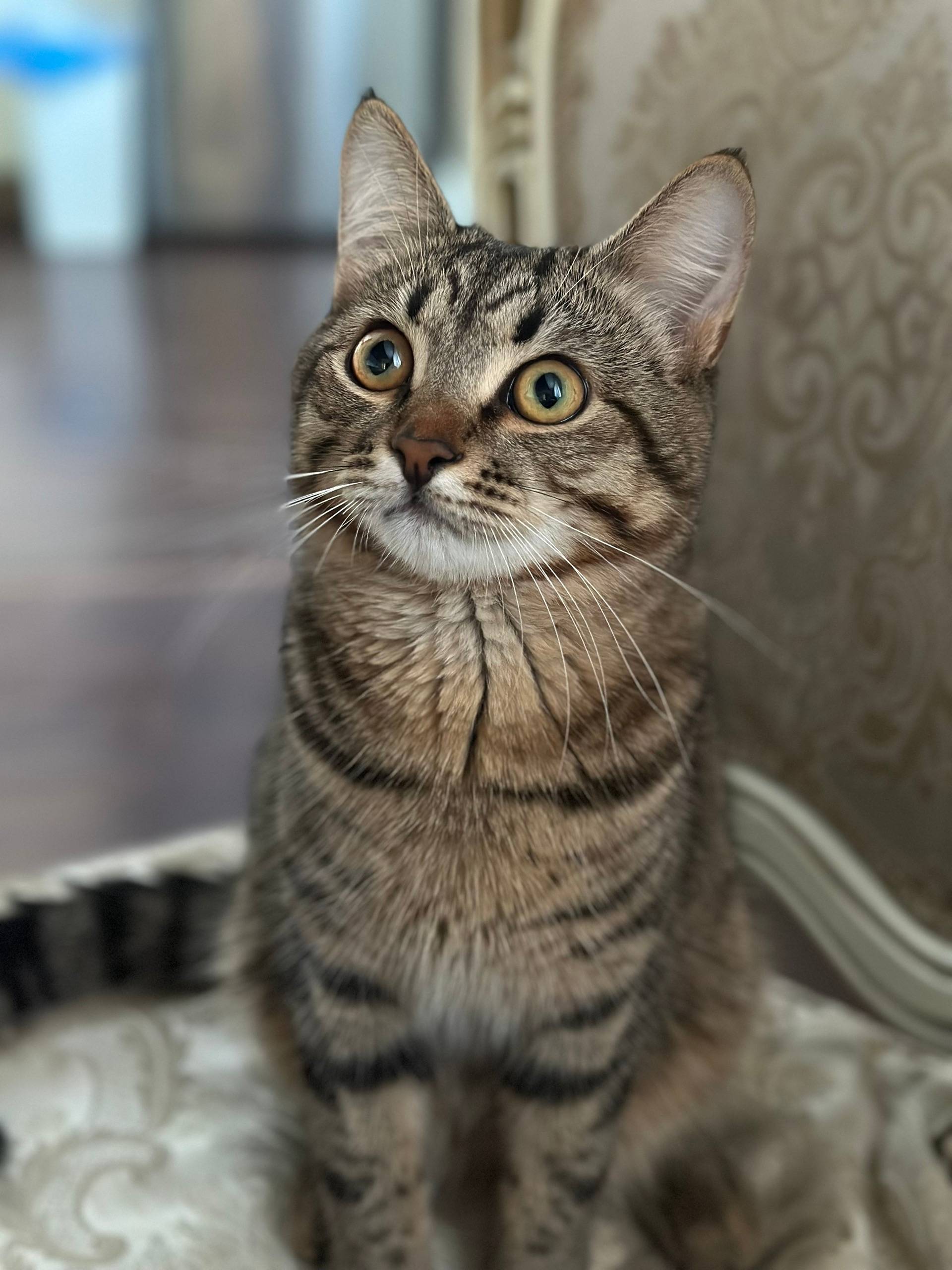 Пропал котёнок Бакс