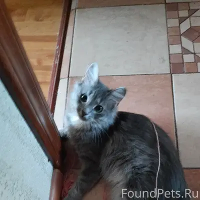 Пропала кошечка