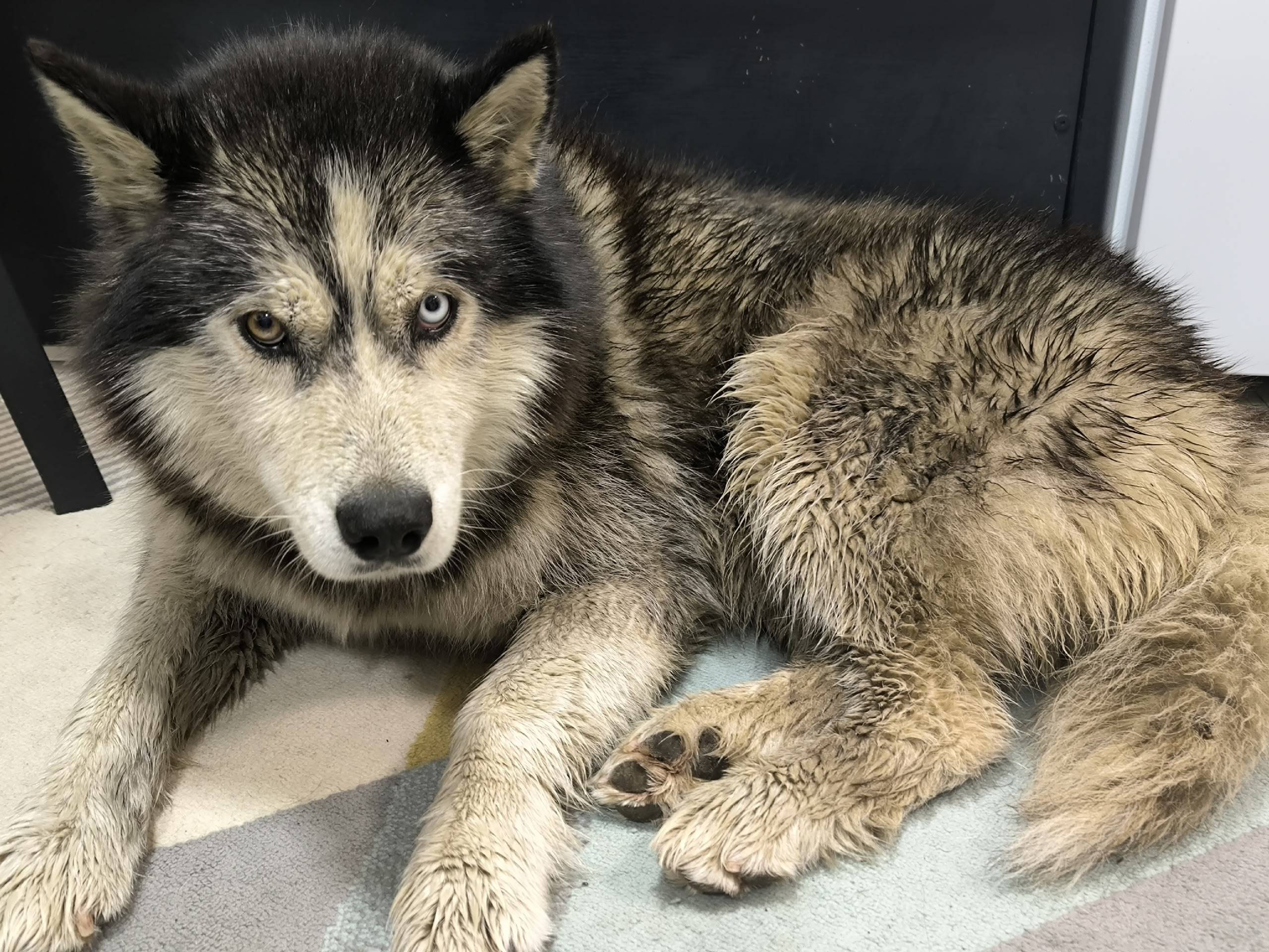 Найден хаски, Мамулино