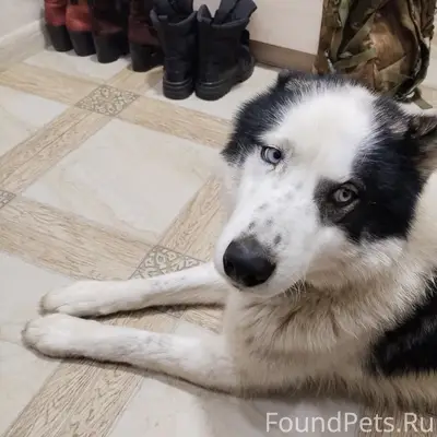 Пропал пёс Байкал