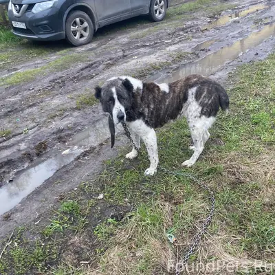 Найден алабай, Сортировка, ул. Таллинская