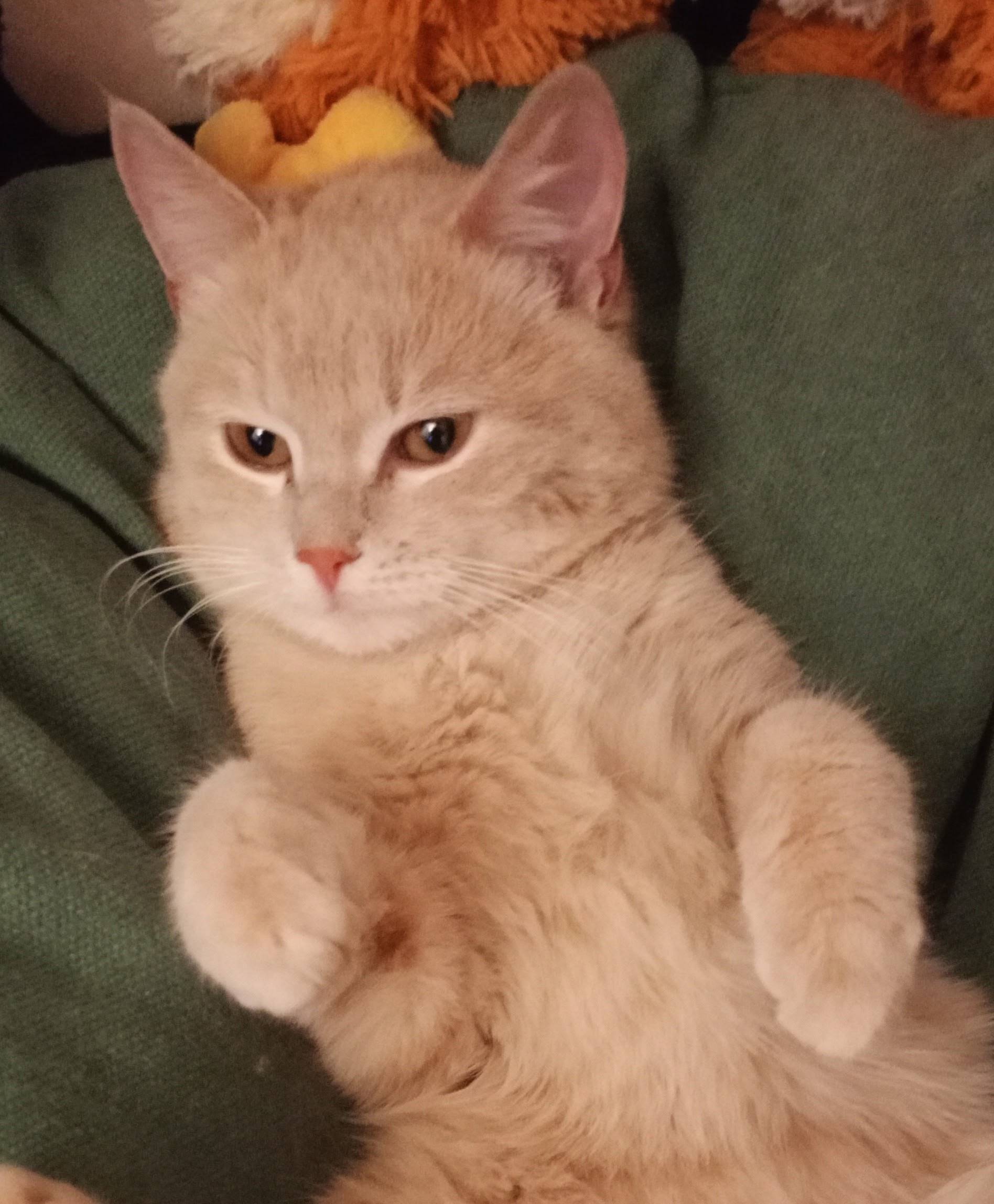 Пропал кот персикового цвета, Кооперативная