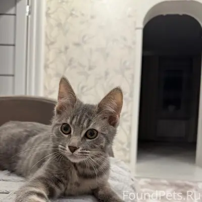 Пропал котёнок Кузя, мкр. «Дивеевская сторона»