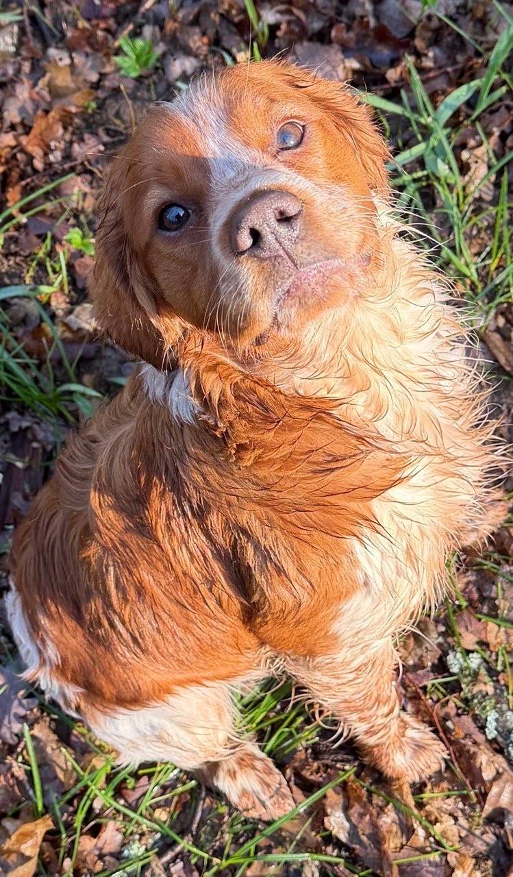Пропали Бретоны Бэбби и Бэсси, Краснолесье