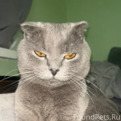 Пропал кот Бася, Лозовое 1