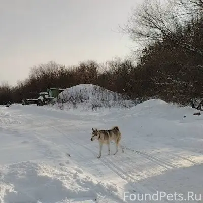 Пропал кобель Туман, Новая Елшанка