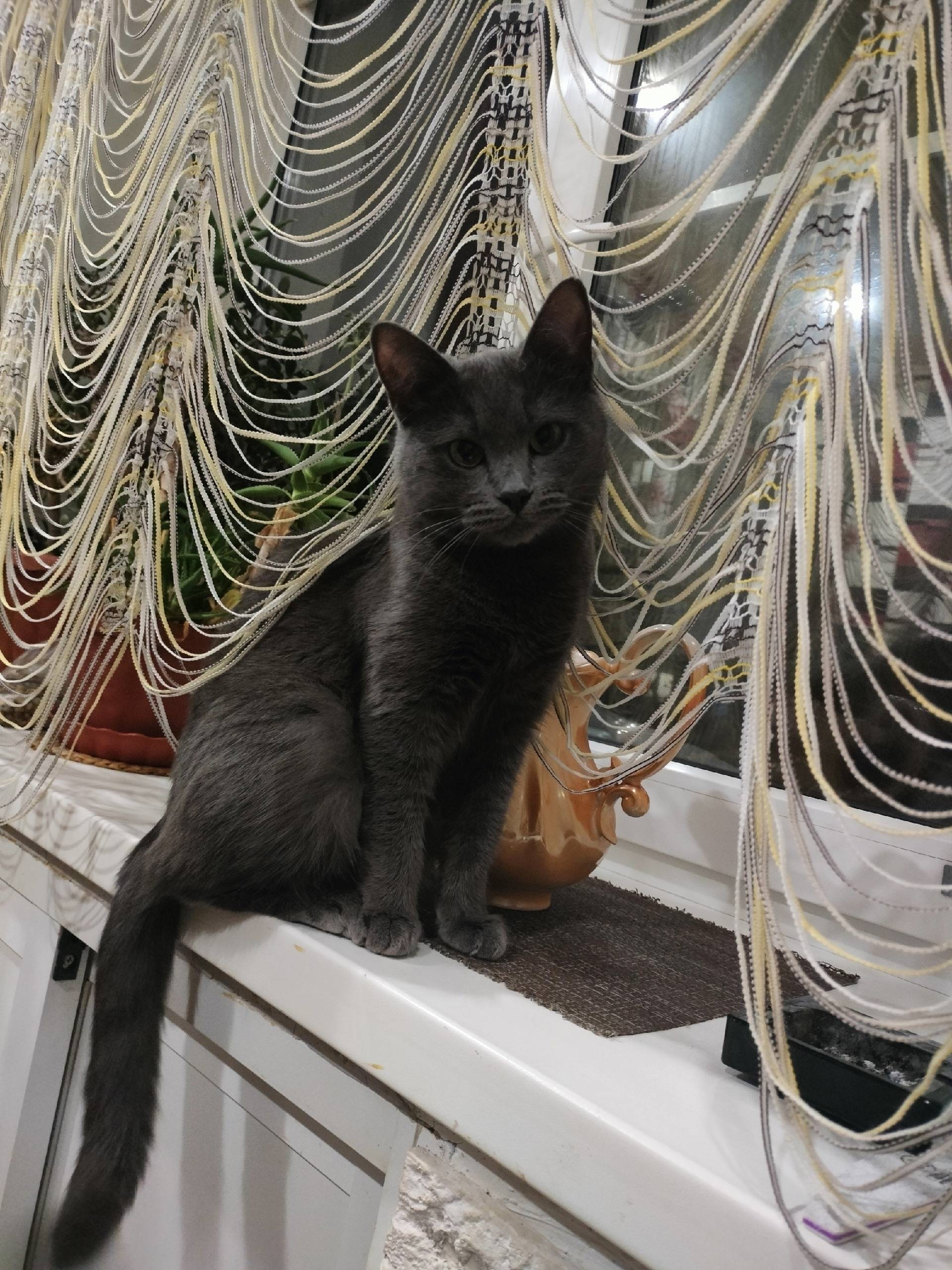 Пропала кошка Сима, Фридриха Энгельса 1