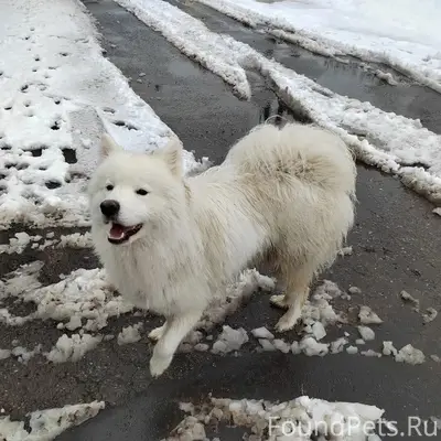 Найденна собака, Марьино 3