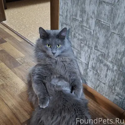 Пропал кот, серодымчатый, Финютина, 13