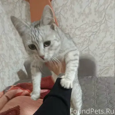 Найдена кошка, Морская 44