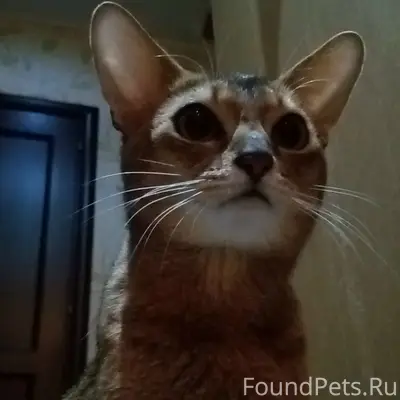 Пропал кот, Череповец