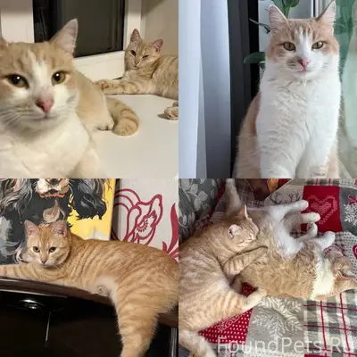 Пропали коты, Сергиевск