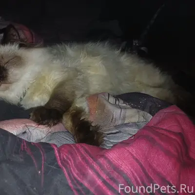 Пропал тайский кот Федя, Первомайская 65