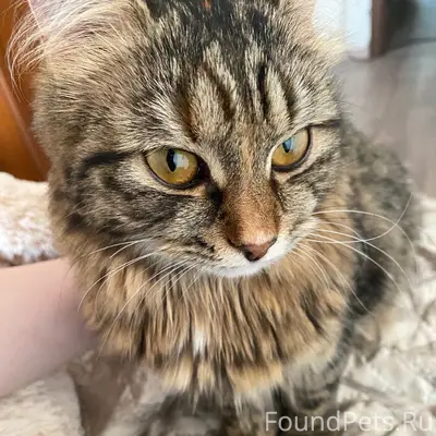 Пропала кошка Шерри, район Нахимова 5