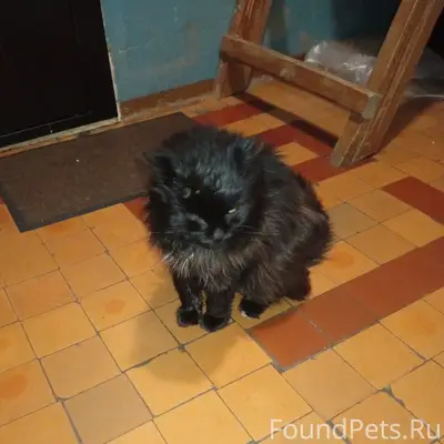 Найден чёрный кот с бельмом, улица Строителей