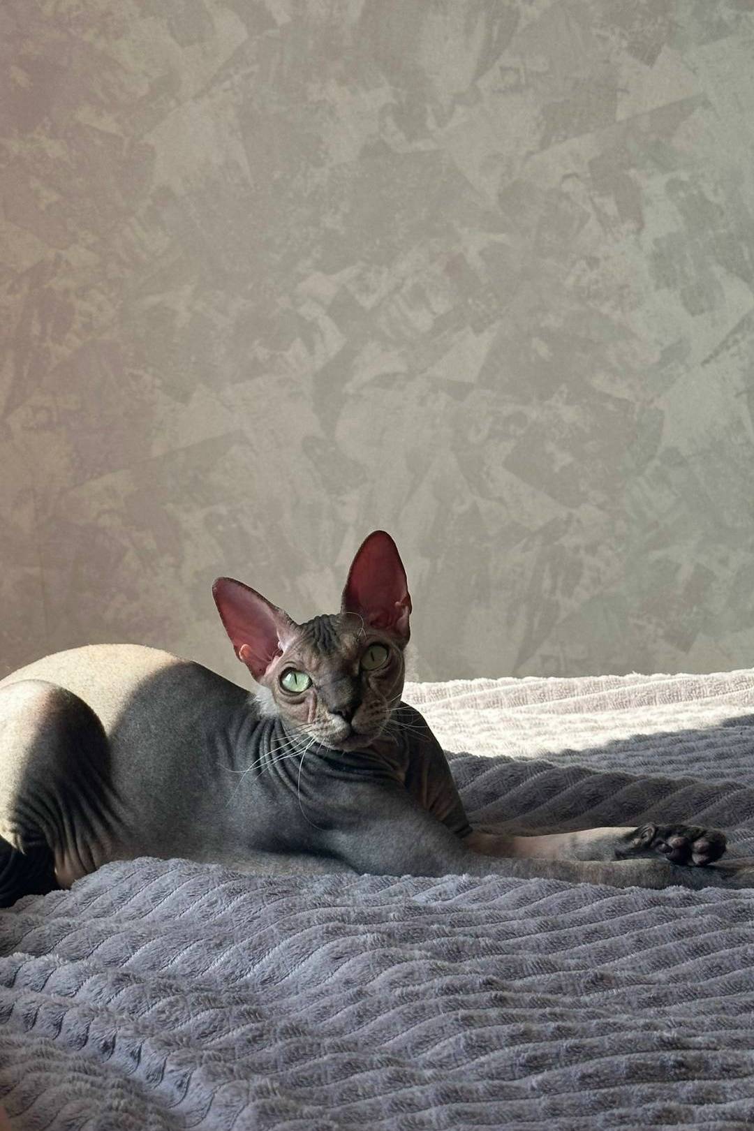 Пропала кошка канадский сфинкс, Мирный переулок