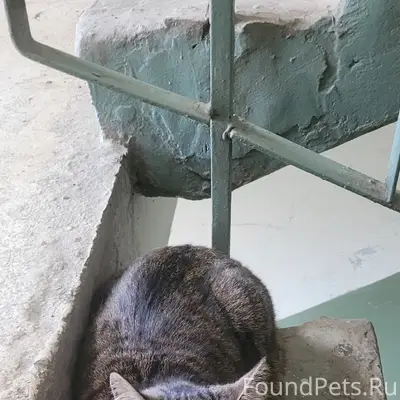 Найдена кошка, черный пятнистый табби, состояние стресса