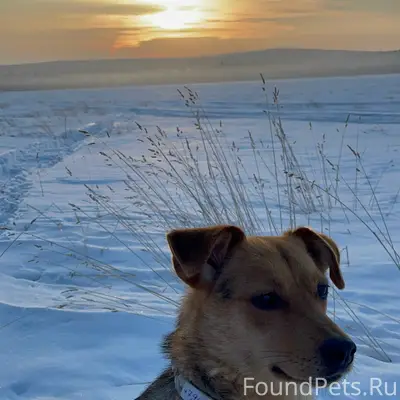 Пропал кобель, Пильная