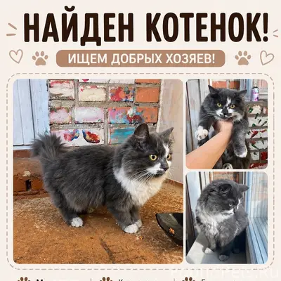 Найден домашний котёнок, Взлетная 1