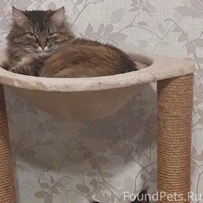 Пропала кошка Ася, район трудовых резерв