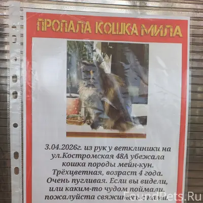 Пропала кошка мейн-кун Мила, Кострома