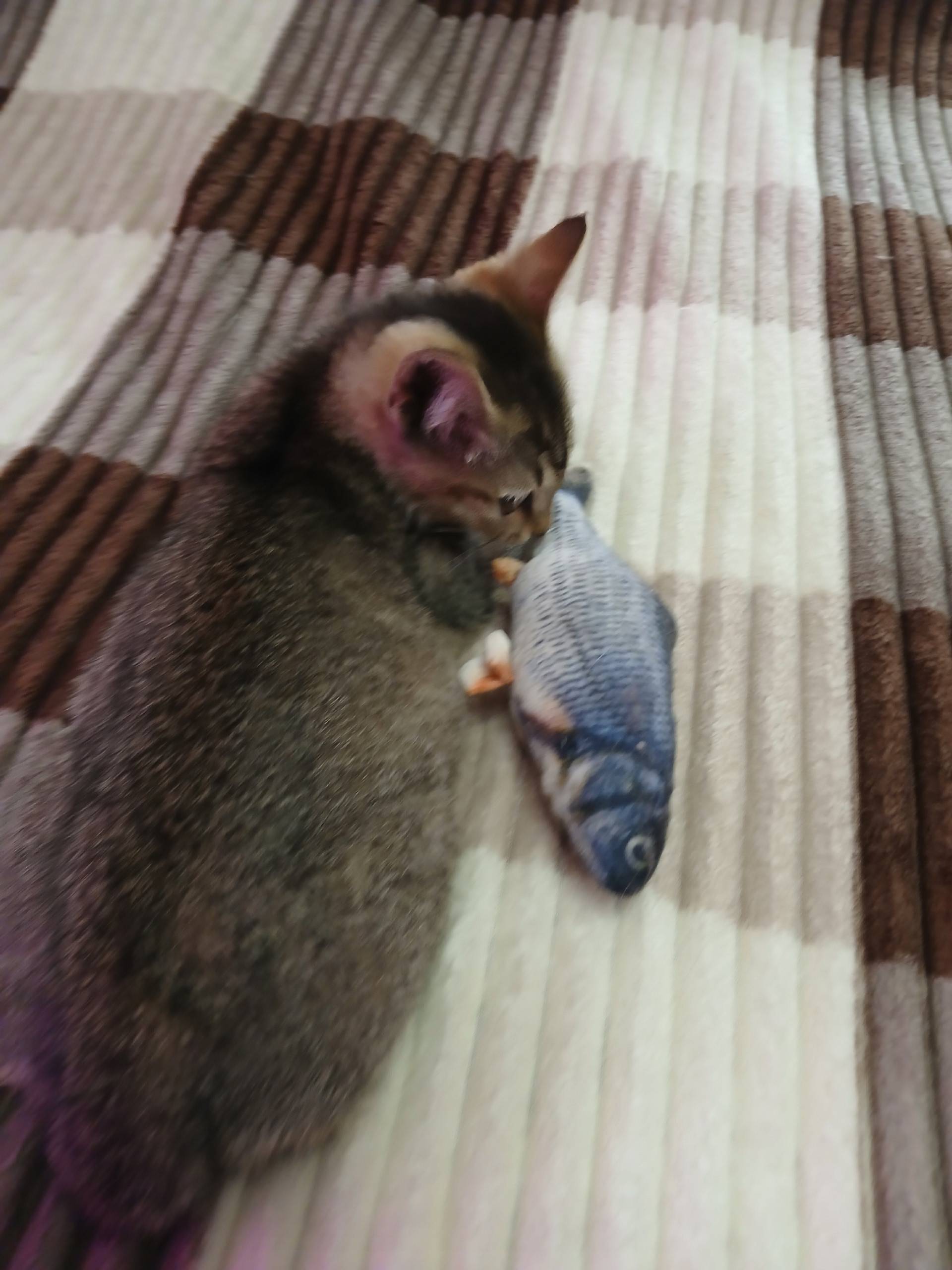 Найден котёнок, [место: перекрёсток пр. Текстильщиков и Кудряшова]