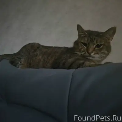 Пропал кот джо, Генерала Белова