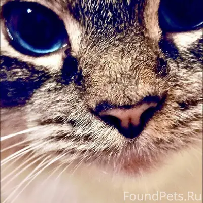 Пропала кошка, район Победовского моста