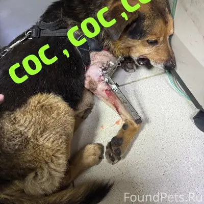 Пропал Дружок, Тула