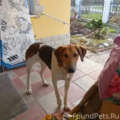 Найдена собака, [окрас и приметы ошейника], частный сектор