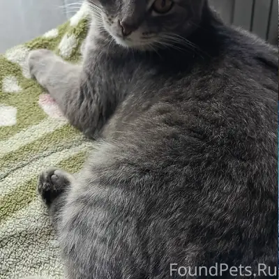 Пропала кошка, Нижний Новгород