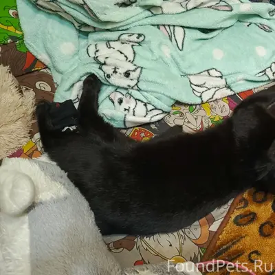 Найден молодой кот