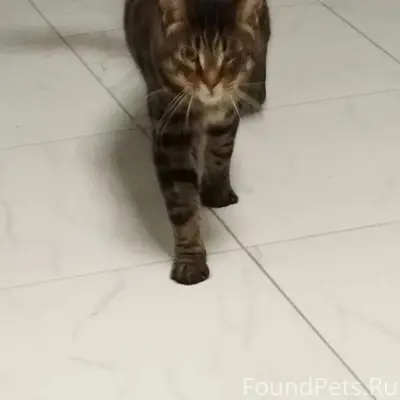 Найден кот, Северный берег