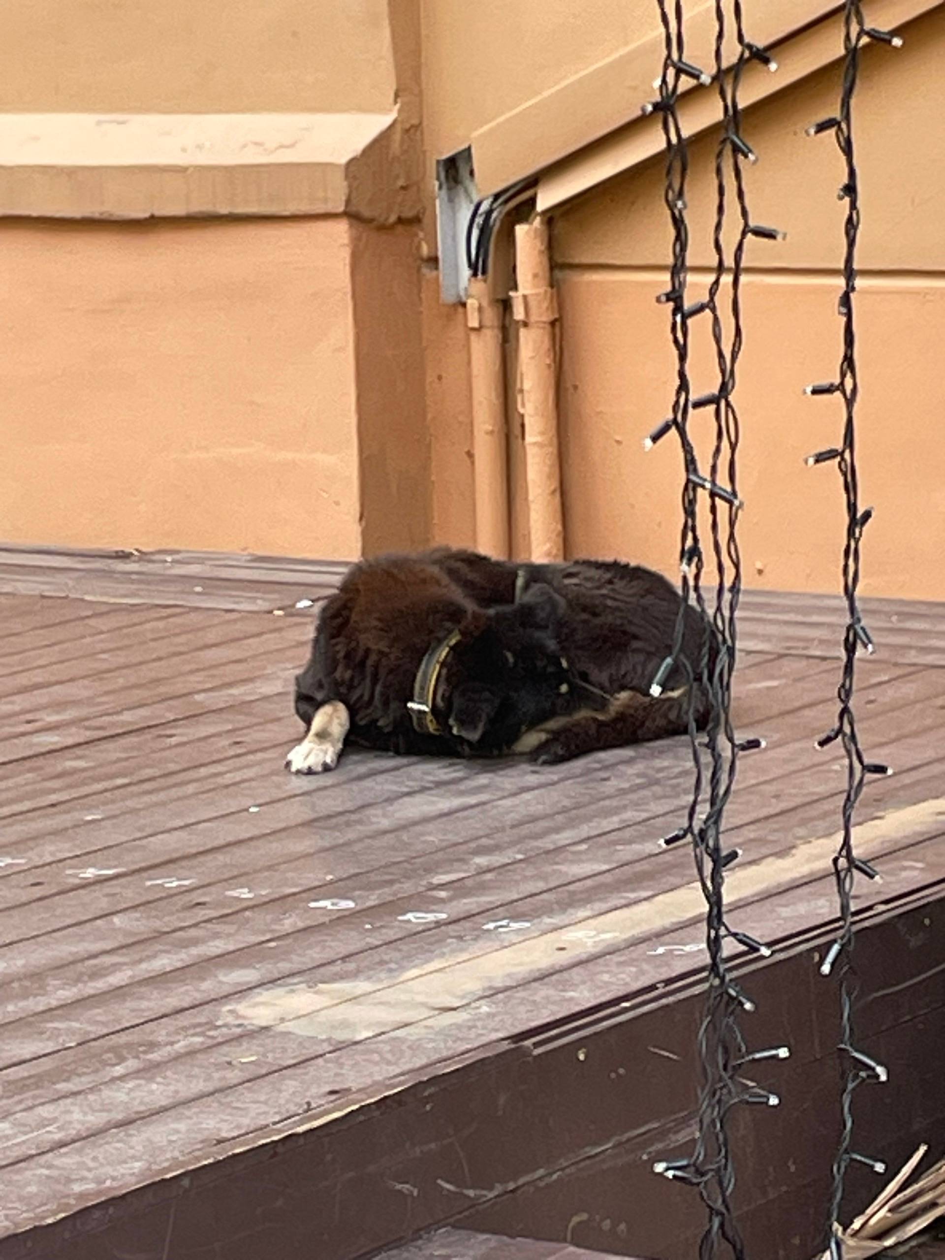 Найден тип собака, Большая Покровская